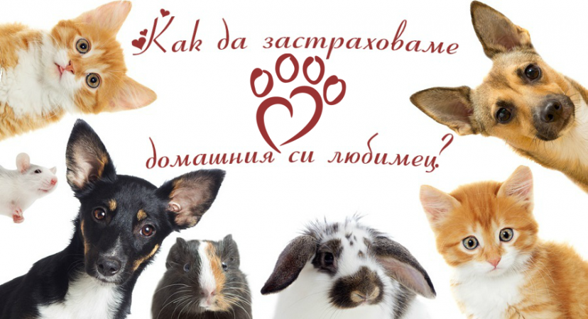 застраховка домашен любимец